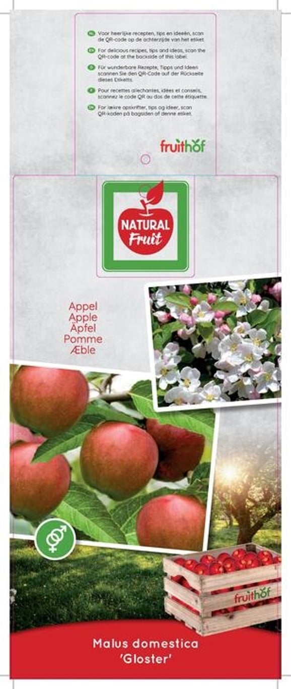 Malus d. 'Gloster' - C7,5 175-225 CM Halfstem